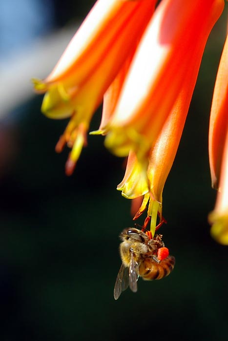 Killer Bee