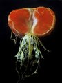 fruit/fly