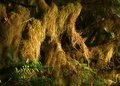 Quinault Rainforest 1