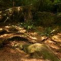 Quinault Rainforest 2