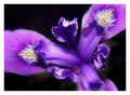 Douglas Iris, Point Reyes