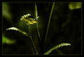 undergrowth