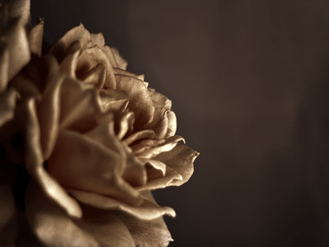 Rose of Midas