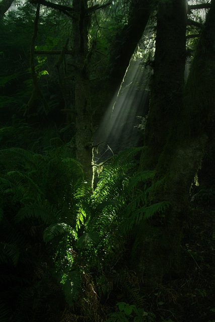 Redwoods National Park 1