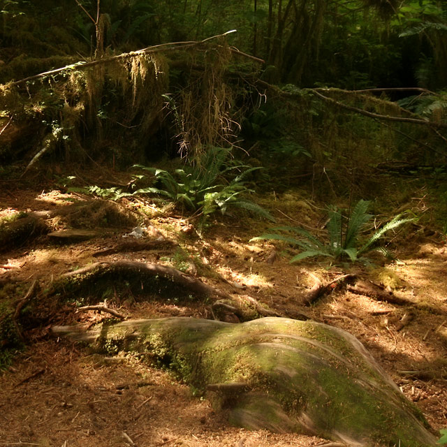 Quinault Rainforest 2