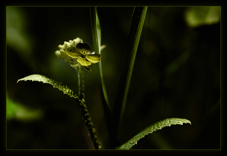 undergrowth