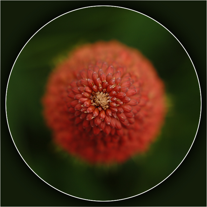 red-hot poker