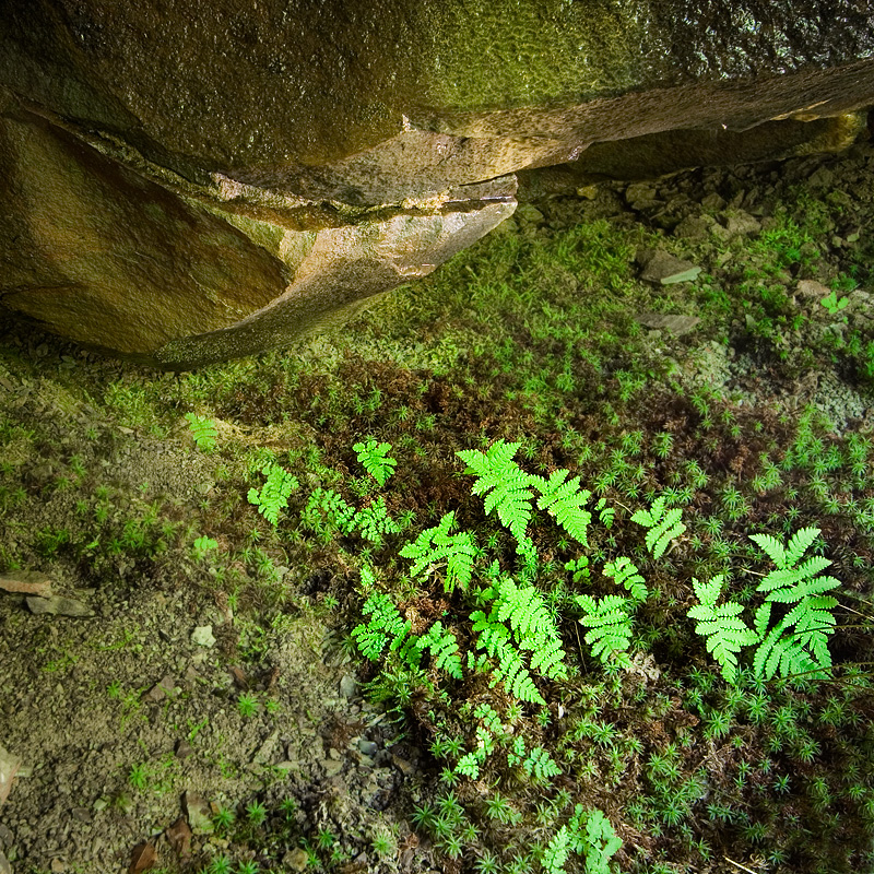 Undergrowth