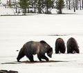 Grizzly Bears