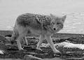 Coyote