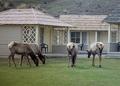 Elk in the yard