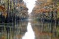 Fall In The Swamp