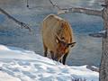 Winter Elk