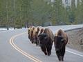 buffs on the march