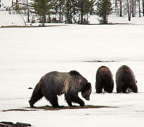 Grizzly Bears