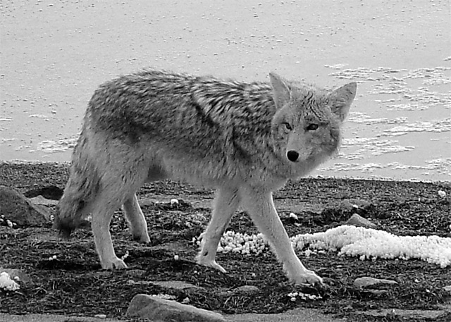 Coyote
