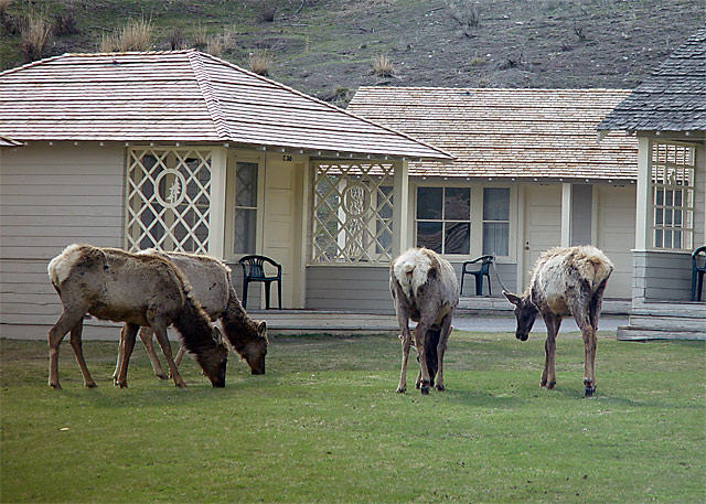 Elk in the yard