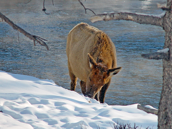 Winter Elk
