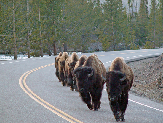 buffs on the march