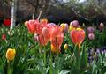 Tulips