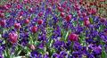 Sea of colour