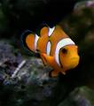 Orange Clownfish