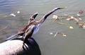 Australian Darter