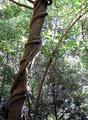 Rainforest Vines