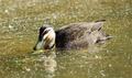 Wood Duck