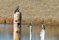 Three Pole Birds