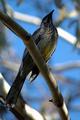 Red Wattlebird
