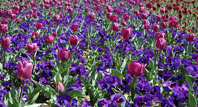 Sea of colour