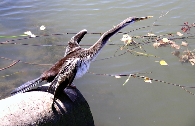 Australian Darter