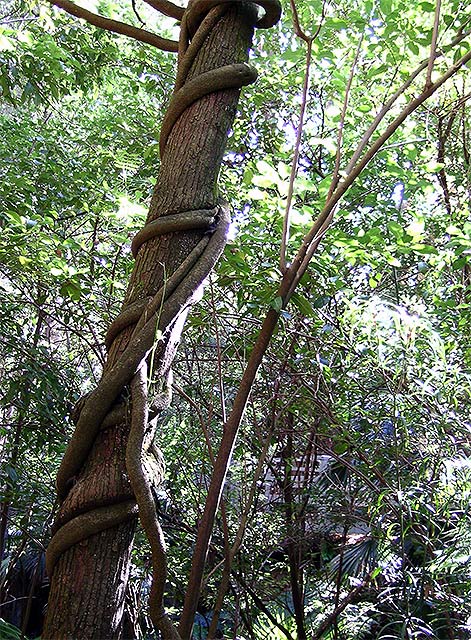 Rainforest Vines