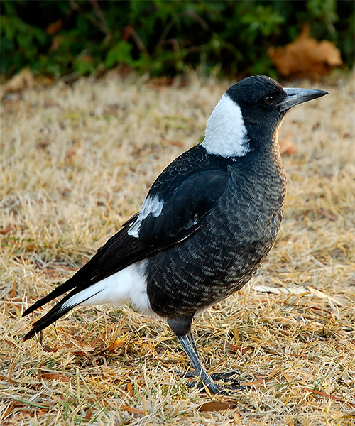 Australian Magpie