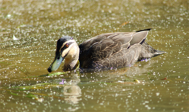 Wood Duck