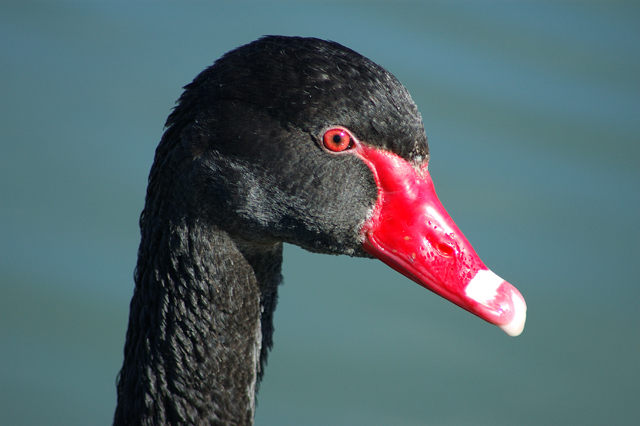 Black Swan