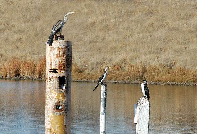 Three Pole Birds