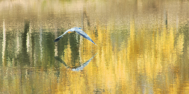 Lake Bird