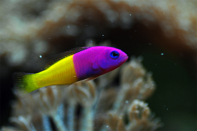Bi-colour PsuedoChromis