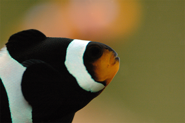 Dark Clownfish