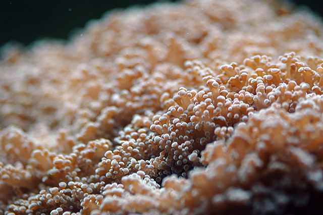 Frogspawn Coral 1