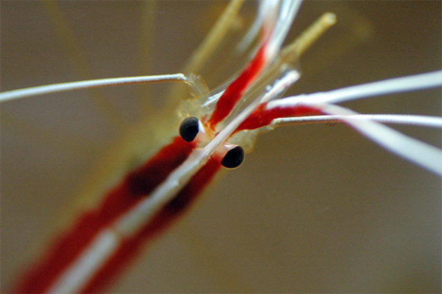 Cleaner Shrimp