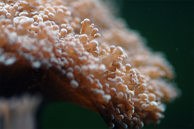 Frogspawn Coral 2