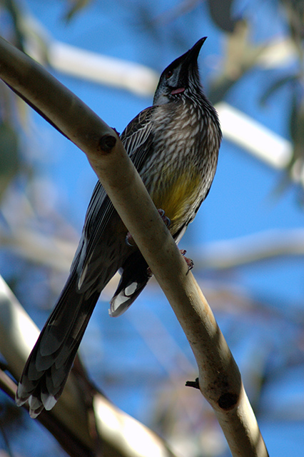 Red Wattlebird