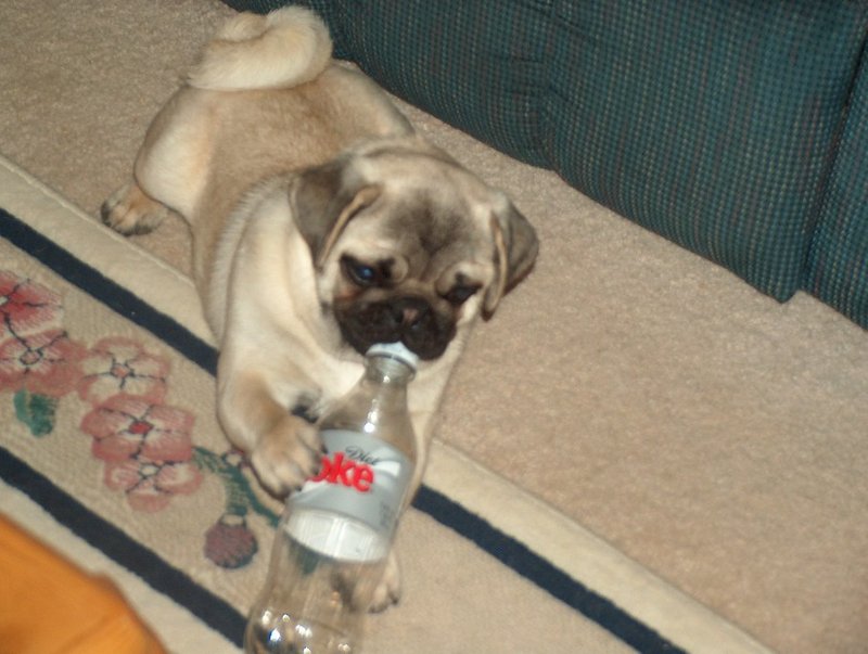 Coke and a Pug
