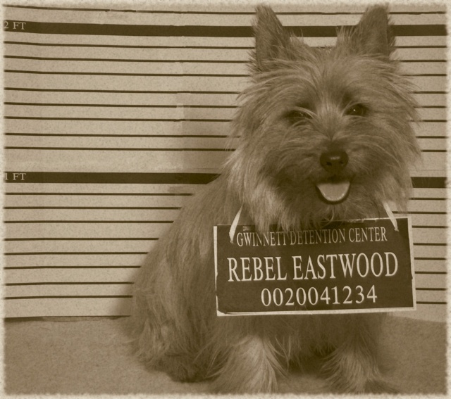 jail rebel.jpg