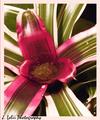flower2.jpg