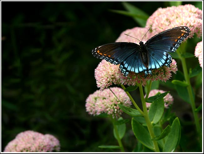 butterfly3.jpg