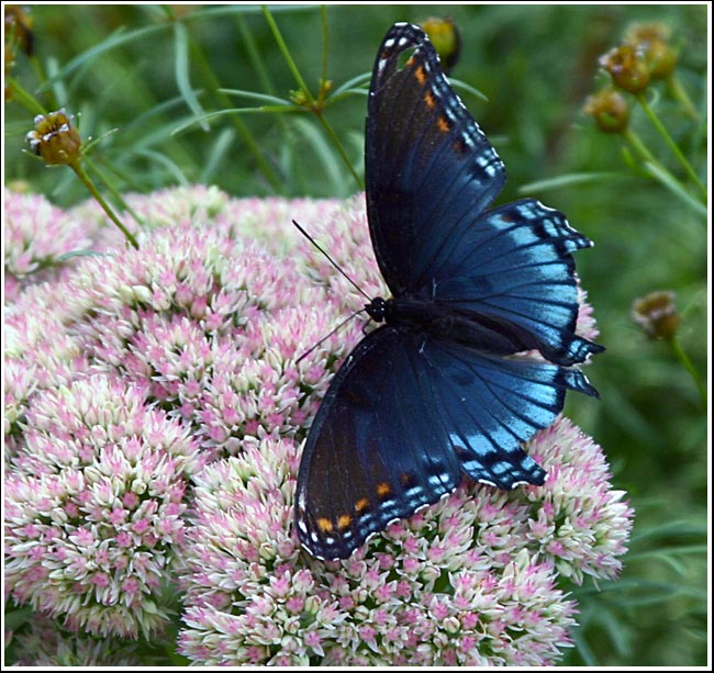 butterfly2.jpg